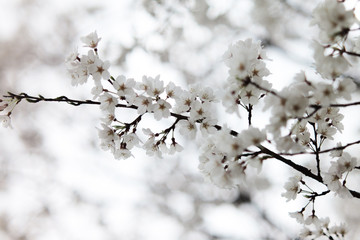 桜 SAKURA