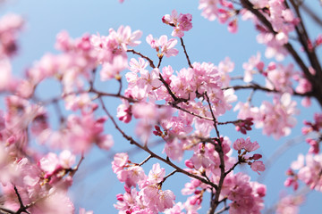 桜 SAKURA