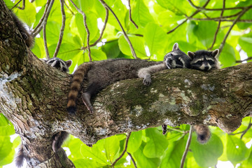 Raccoons on a branch in the tropical forest of Cahuita