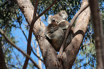 Koalas (Kangaroo island - Australia)