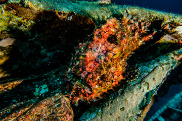  Frogfish in the Red Sea Colorful and beautiful, Eilat Israel