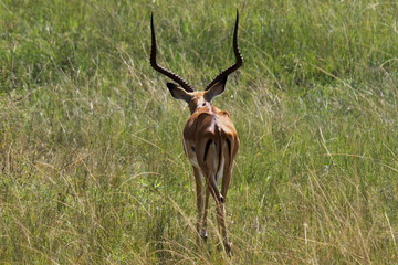 impala in savannah