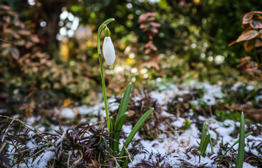 The first snowdrop (Galanthus nivalis) from under the snow and a flying bee in the garden on a spring sunny day.