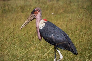 stork on grass