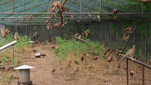 Common pheasants (Phasianus colchicus) in pheasantry