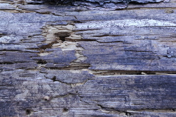 Old wood texture