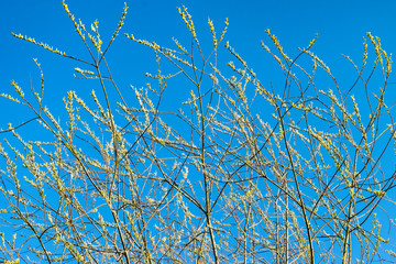 Flowering branches of willow against the blue sky. Spring sunny landscape.