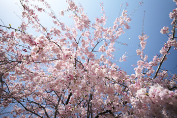 桜 SAKURA