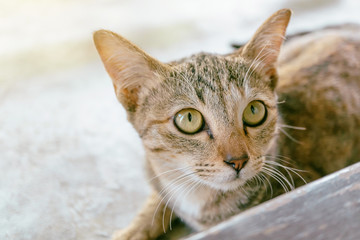 Beautiful Asian cats are staring at something, portrait of a cat.