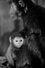 A baby macaque monkey.