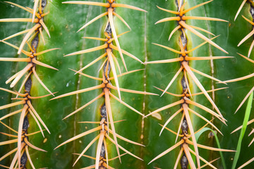 Thorn of Golden barrel cactus or Echinocactus grusonii Hildm, this is the desert tree which were many thorns , its body look like the green ball and white flower