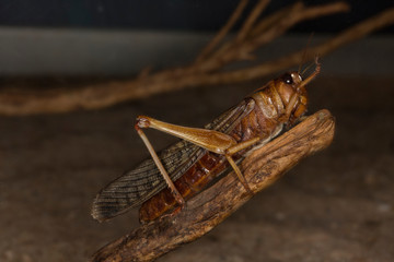 Migratory locust (Locusta migratoria).