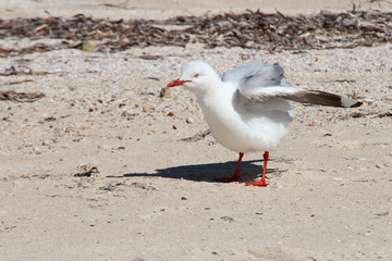 Seagull (Australia)