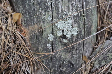 Wooden Texture