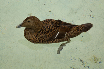 Eider duck. (Somateria mollissima).
