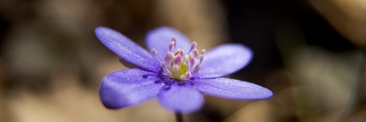 hepatica - hepatica nobilis - hardy perennial, blooming early in spring with blue and lilac flowers