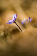 hepatica - hepatica nobilis - hardy perennial, blooming early in spring with blue and lilac flowers