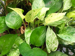 The Golden pothos were planted in a potted plant, this is the detail of green leaf of garden tree