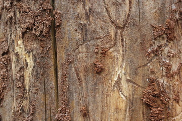 Wooden Texture