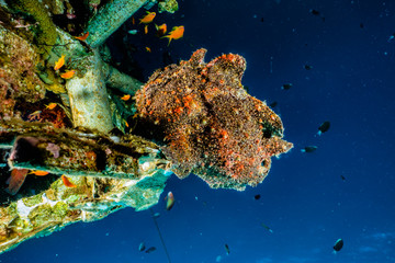 Obraz premium Frogfish in the Red Sea Colorful and beautiful, Eilat Israel