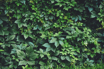 Hedge of big green leaves in spring. Green fence of parthenocissus henryana. Natural background of girlish grapes. Floral texture of parthenocissus inserta. Rich greenery. Plants in botanical garden.