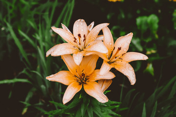 Beautiful flowering cream lily in macro. Amazing picturesque wet blooming orange flower closeup. Raindrops on colorful plant. Wonderful european perfume flower with dew drops. Droplets on beige petals
