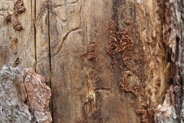 Wooden Texture