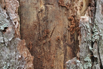 Wooden Texture