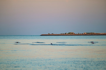 watching dolphins at sunset or at sunrise, dolphins in the indian ocean