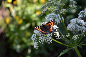 Aglais urticae. Colorful butterfly on white flowers of aegopodium