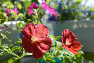 Bright red petunia flowers in small garden on the balcony. Sunny summer day.
