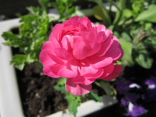 Ranunculus asiaticus or Persian buttercup. Beautiful pink flower grows in flower pot.