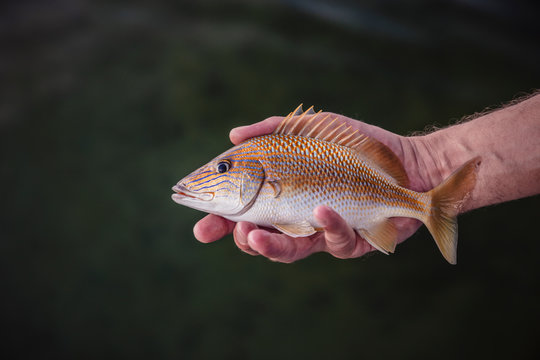 Hand holding a little Snapper the same size as the hand. Cuba
