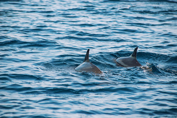 Obraz premium watching dolphins at sunset or at sunrise, dolphins in the indian ocean