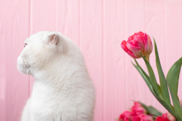 Fototapeta na wymiar a nice funny white cat near pink tulips flowers on a pink wooden background