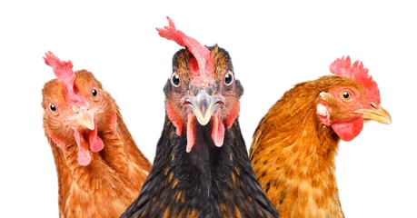 Foto op Plexiglas Portret van drie kippen geïsoleerd op een witte achtergrond © sonsedskaya