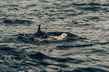 watching dolphins at sunset or at sunrise, dolphins in the indian ocean