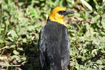 キガシラムクドリモドキ  Yellow Headed Blackbird