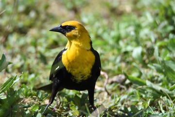 キガシラムクドリモドキ  Yellow Headed Blackbird