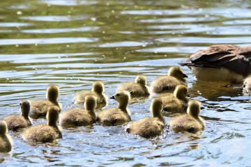 カナダグ－スのひな　Baby Canada goose