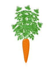 Ripe carrot plant with open with green foliage isolated on white background. Orange Carrot vector illustration in flat design.