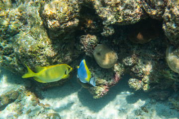 colorful fishes and corals, underwater life in Maldives, snorkeling and diving in exotic destination