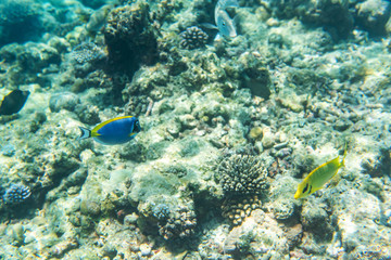 Obraz na płótnie Canvas colorful fishes and corals, underwater life in Maldives, snorkeling and diving in exotic destination