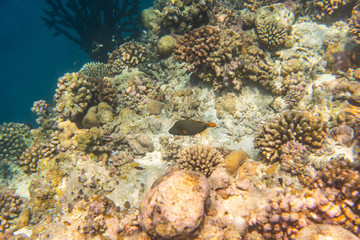 colorful fishes and corals, underwater life in Maldives, snorkeling and diving in exotic destination