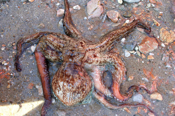 octopus on sand