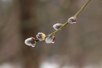 buds on branch of willow with raindrops in spring