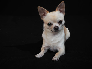 Small dog Chihuahua on a black background