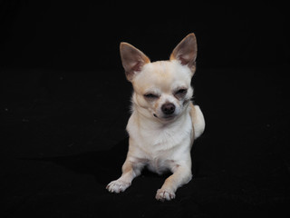 Small dog Chihuahua on a black background