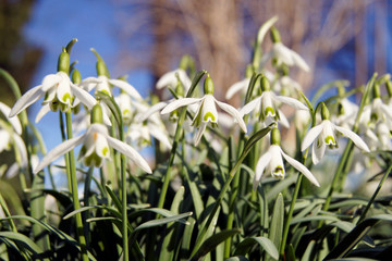 Schneeglöckchen im Frühling im Sonnenschein