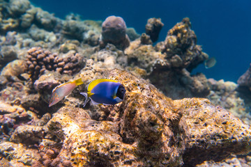colorful fishes and corals, underwater life in Maldives, snorkeling and diving in exotic destination